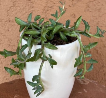 Senecio Dolphins 4&quot;