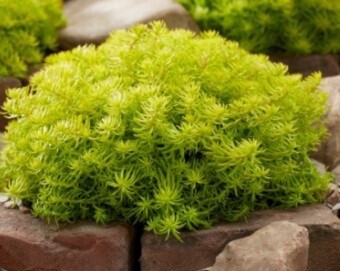 Sedum Angelinas teacup QT