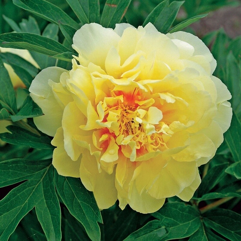 Itoh Peony Bartzella 5 gal