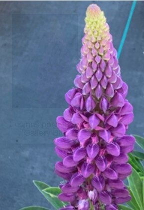 Lupine Gallery Blue 1 gal