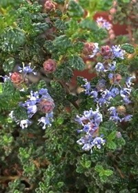 Ceanothus vandenberg 1 gal