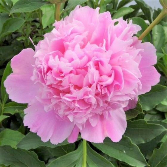 Peony Monsieur Jules