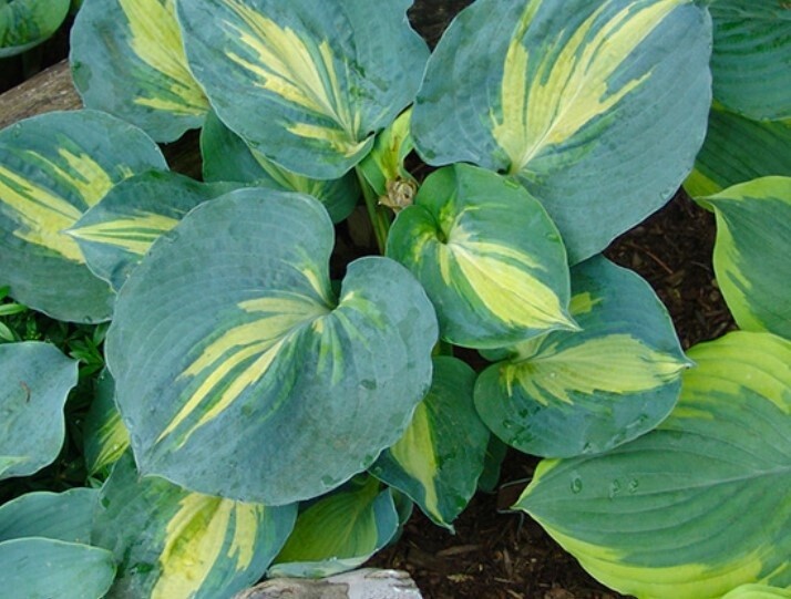 Hosta Dream Queen