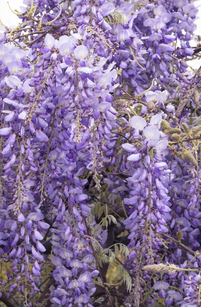 Wisteria  sinensis Chinese 1  gal