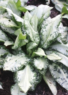 Pulmonaria Moonshine&#39; 1 gal