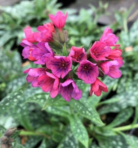 Pulmonaria RaspberrySplash QT