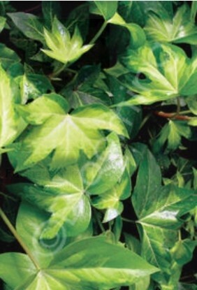 Variegated Tree Ivy 2 gal