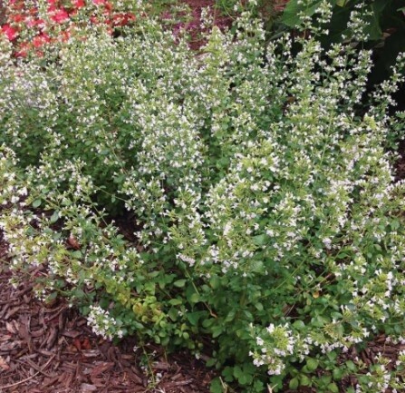 Calamintha Catmint QT
