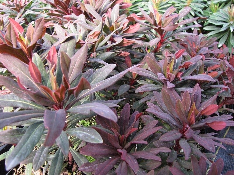 Euphorbia Ruby Glow Qt
