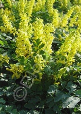Corydalis Canary Feathers 1 Gal