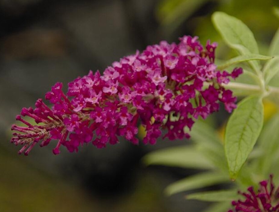 Buddleia Hot Raspberry 1 gal