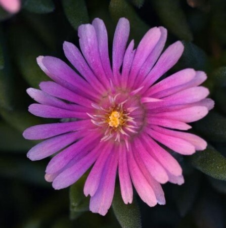 Ice Plant lido pink 4&quot;