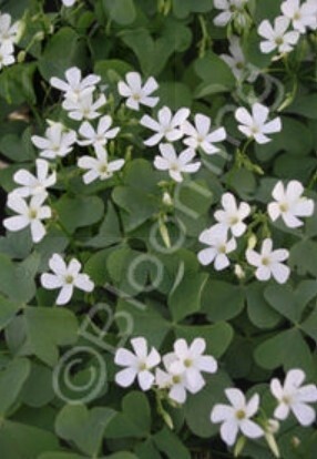 Oxalis Alba QT