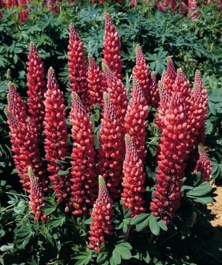 Lupine Gallery Red 1 gal