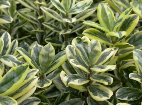 Hebe Variegata 1 gal