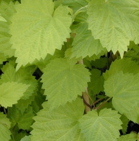 Hops Aureus 1 gal
