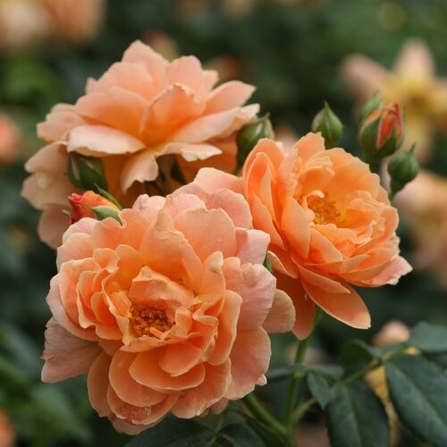 Rose At Last 3 Gal