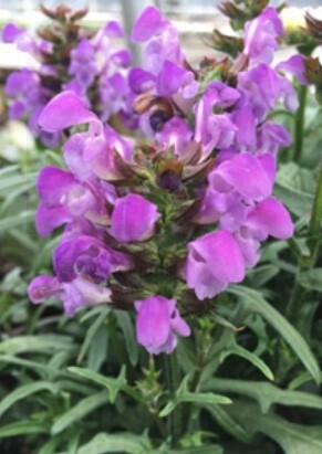 Prunella &#39;Magdalena&#39; QT