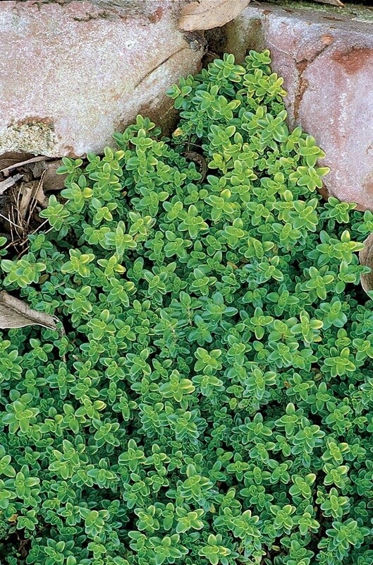 Thyme Lemon ORG 4.5&quot;