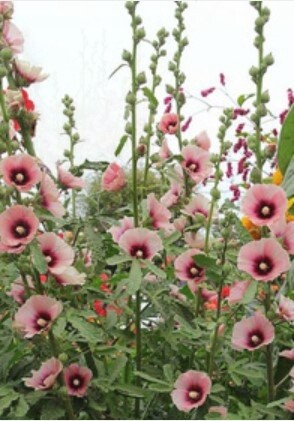 Alcea Halo Apricot 4"