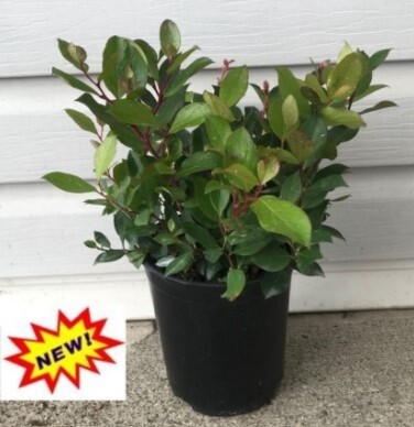 Gaultheria Cascade sunrise 1 gal