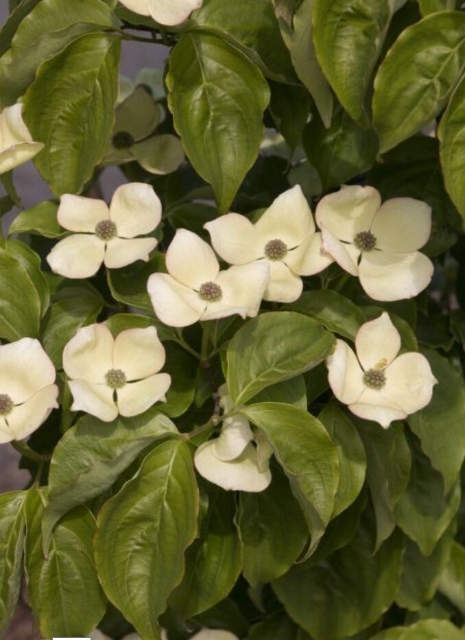 Flw Dogwood Hyperion 1 gal