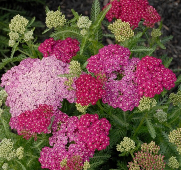 Yarrow Seduction Saucy QT