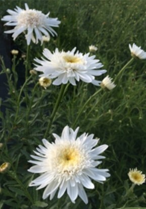 Shasta Daisy Switzerland 1 gal