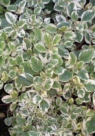 Marjoram Tricolor 4&quot;