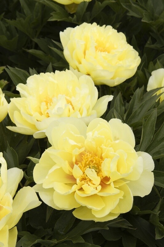Itoh peony  Bartzella 2 gal