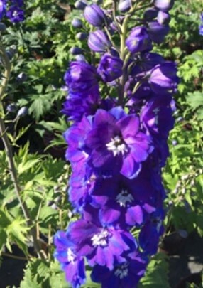 Delphinium Guardian Blue 1 gal