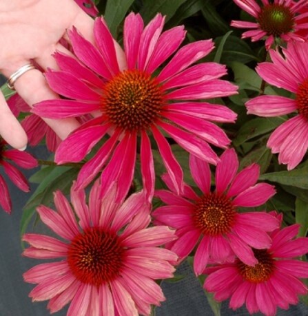 Echinacea Kismet Raspberry 1 gal