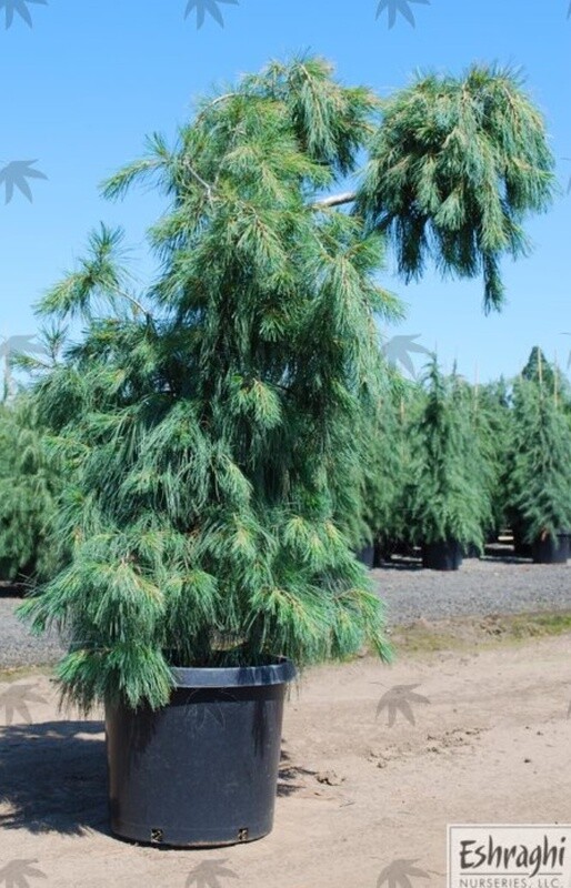 Wpg White Pine 3 gal
