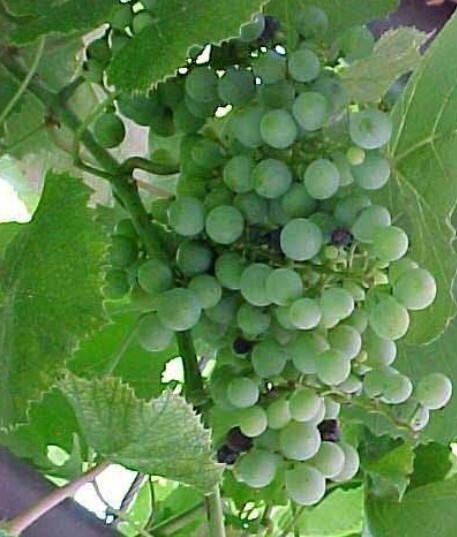 Grape Himrod 1 gal