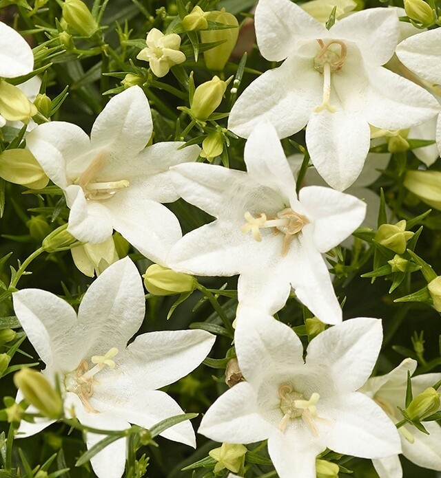 Bellflower White Qt