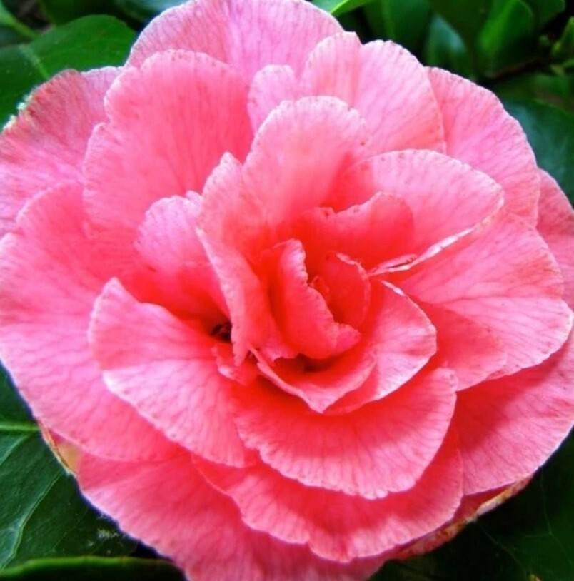 Camellia Marie Bracey 5 gal