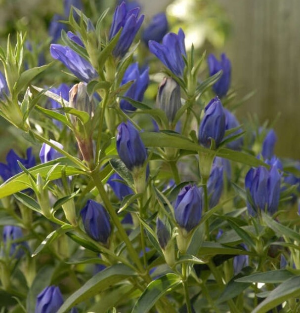 Gentiana True Blue 1 gal