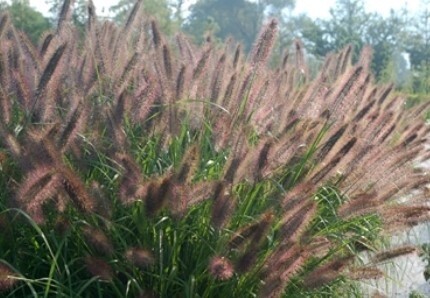 Pennisetum Ginger love 1 gal