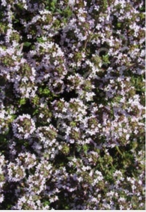 Thyme Orange Balsam 4&quot;