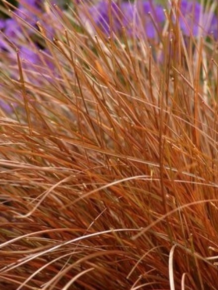Carex Cappucccino 4"