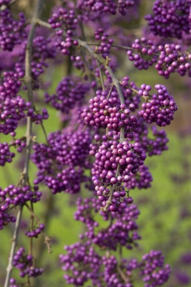Beauty Berry Profusion 1 gal
