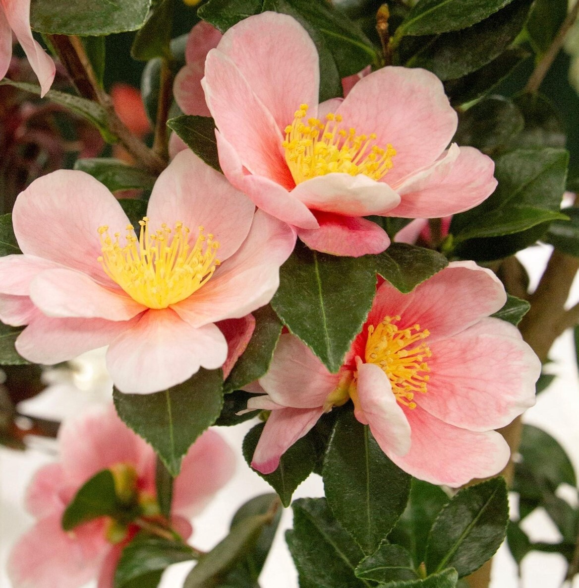 Camellia Pink a Boo 2 gal