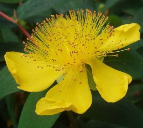 St Johns Wort 4&quot;