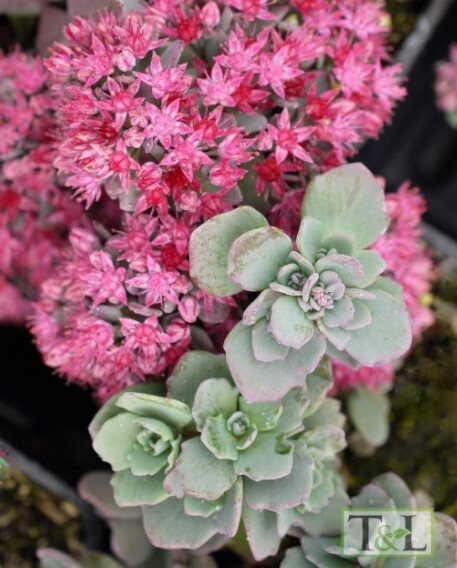 Sedum Cauticolum 4&quot;