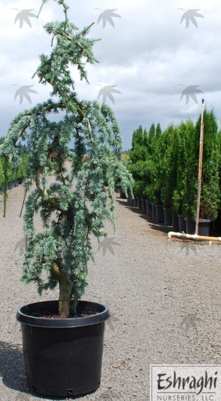 Cedrus Glauca Serpentine 2 gal