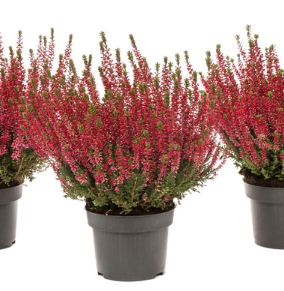 Calluna Siska Qt