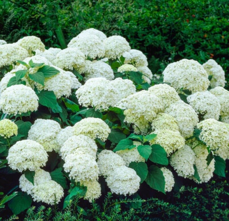 Hydrangea Arbor Annabelle 2 gal