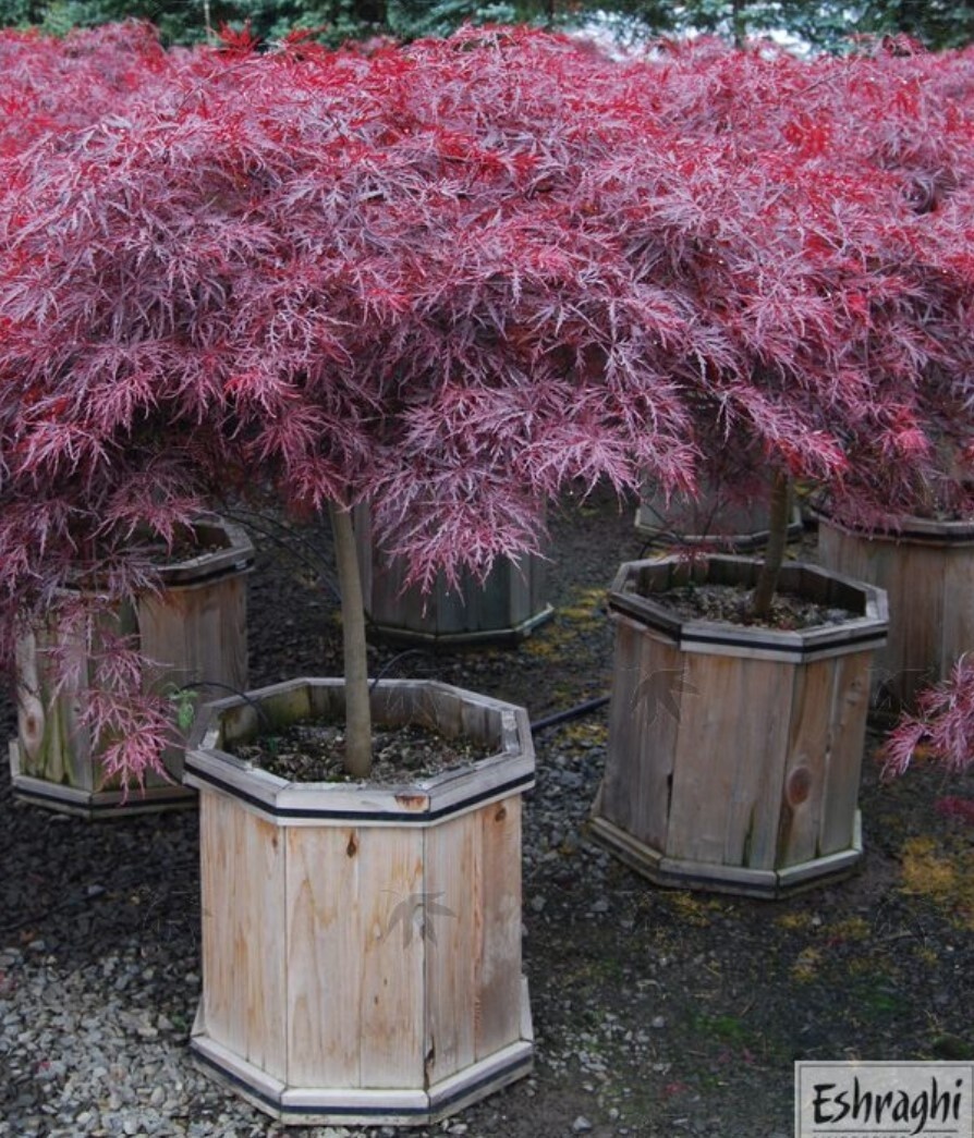 Japanese Maple Red Dragon 5 gal