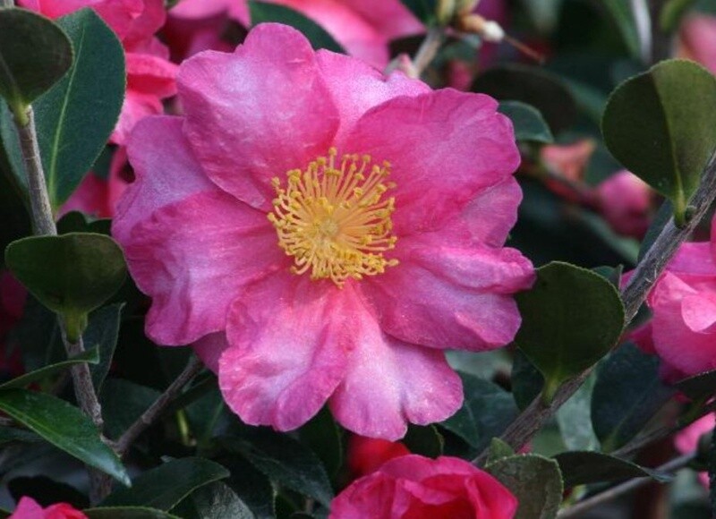 Camellia Shishi-Gashira 2 gal