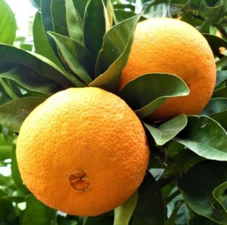 Citrus Naval Orange 2 gal